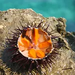 Monolocale Santa Caterina Nardò